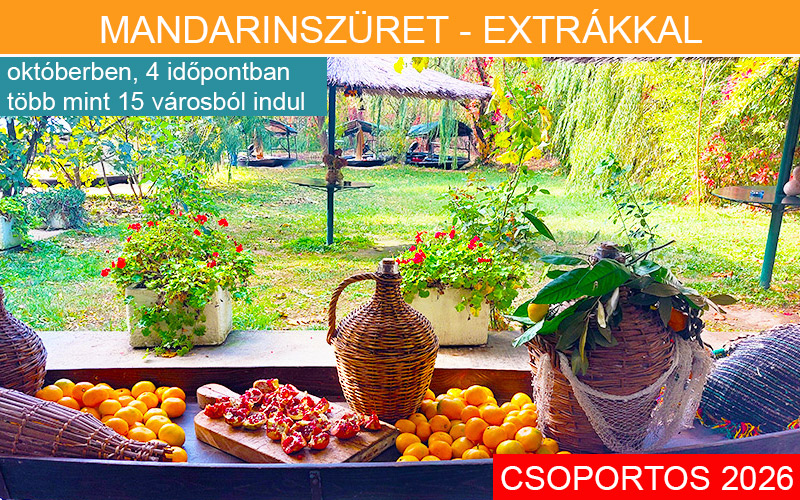 MANDARINSZÜRET  PROGRAM *****